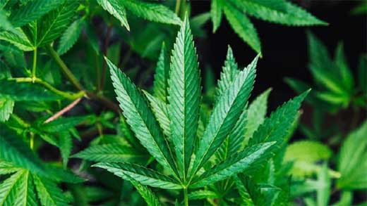 Cannabidiol