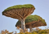 Sangre de Dragn, la roja savia del rbol de la vida