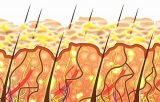 Ceramidas Gel: activo para la cohesividad celular del estrato crneo