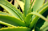Jual: cremas, lociones y geles producidos con un hasta 99% de aloe vera orgnico