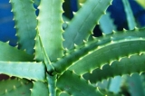 Crema Humectante de Aloe Vera orgnico