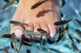 Garra Rufa: o peixe que esfolia a pele